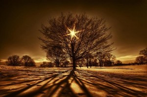 tree-13-500x332