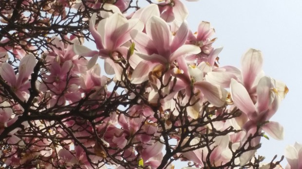 Пролет Пролет