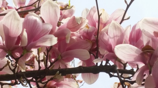 Пролет Пролет