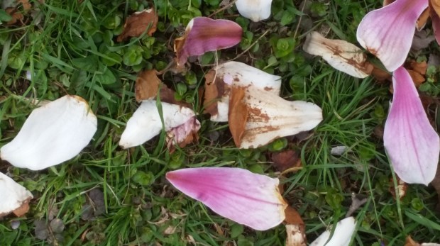 Пролет Пролет