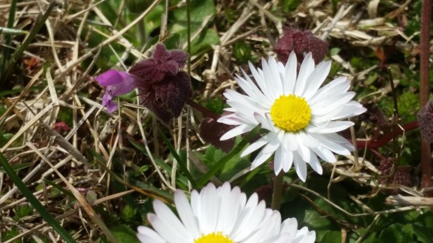 Пролет Пролет