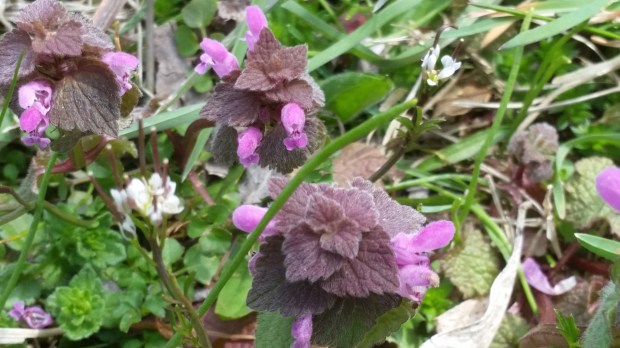 Пролет Пролет