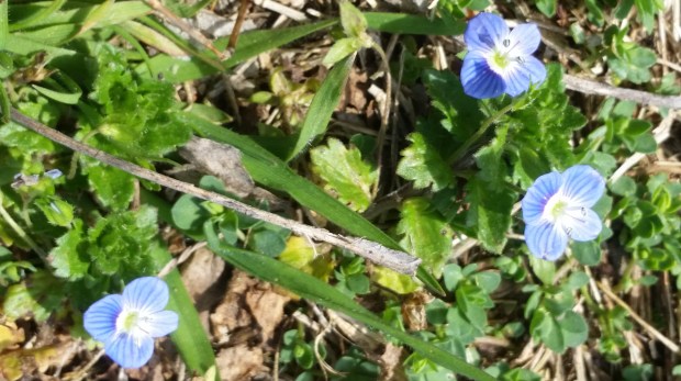 Пролет Пролет