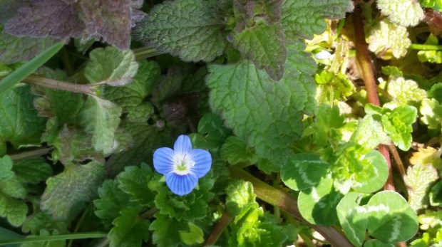 Пролет Пролет