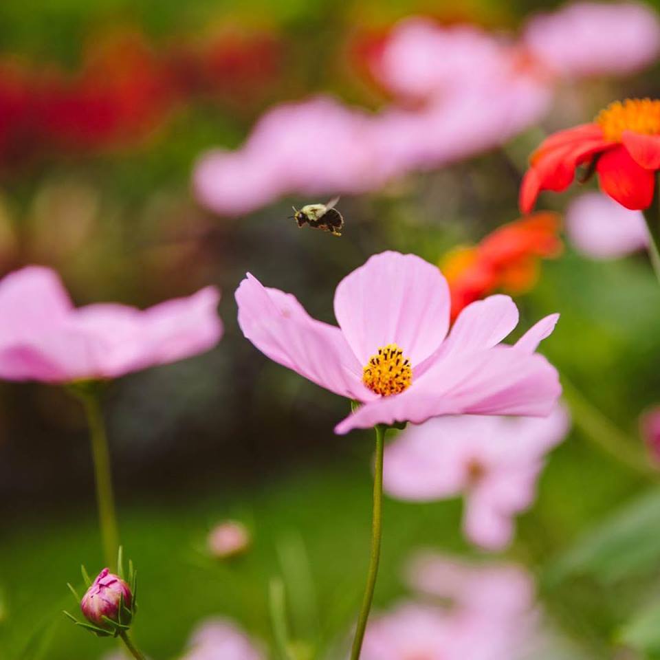 Благодарност